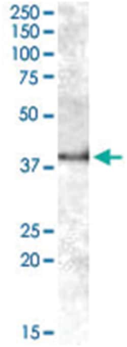 APOL6 Goat anti-Human, Polyclonal Antibody, Abnova 100&mu;g; Unlabeled:Antibodies,