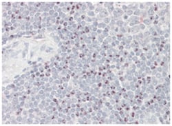 BAT3, Goat, Polyclonal Antibody, Abnova 100&mu;g; Unlabeled:Antibodies,