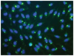 RPS27A, Rabbit, Polyclonal Antibody, Abnova 50 &mu;L | Buy Online | Abnova Corporation | Fisher Scientific