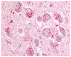 GPR21 Rabbit anti-Human, Polyclonal Antibody, Abnova 50&mu;g; Unlabeled:Antibodies,