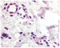 CCR10 Rabbit anti-Human, Mouse, Polyclonal Antibody, Abnova 50&mu;g; Unlabeled:Antibodies,