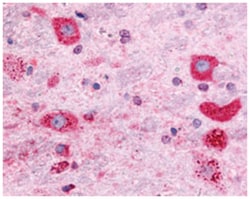 GPR171 Rabbit anti-Bovine, Human, Monkey, Rabbit, Rat, Polyclonal Antibody,