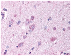 GPR37 Rabbit anti-Human, Mouse, Rat, Polyclonal Antibody, Abnova 50 &mu;g | Buy Online | Abnova Corporation | Fisher Scientific
