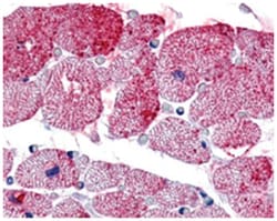 GPR175, Rabbit, Polyclonal Antibody, Abnova 50&mu;g; Unlabeled:Antibodies,