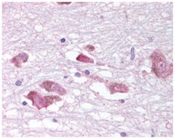 MCHR1 Rabbit anti-Bovine, Dog, Human, Monkey, Mouse, Rat, Polyclonal Antibody,