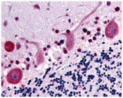 GPR32 Rabbit anti-Human, Polyclonal Antibody, Abnova 50&mu;g; Unlabeled:Antibodies,