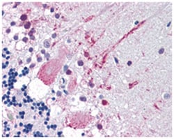 MRGF Rabbit anti-Human, Polyclonal Antibody, Abnova 50&mu;g; Unlabeled:Antibodies,