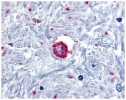 BRS3 Rabbit anti-Human, Polyclonal Antibody, Abnova 50&mu;g; Unlabeled:Antibodies,