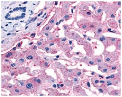 SLC5A4, Rabbit, Polyclonal Antibody, Abnova 50 &mu;g | Buy Online | Abnova Corporation | Fisher Scientific