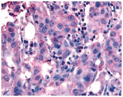 NANP Rabbit anti-Dog, Hamster, Human, Mouse, Rabbit, Rat, Polyclonal Antibody,