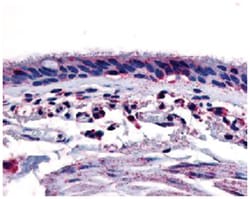 AHR Rabbit anti-Human, Polyclonal Antibody, Abnova 50&mu;g; Unlabeled:Antibodies,