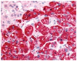 SPHK1 Rabbit anti-Human, Monkey, Polyclonal Antibody, Abnova 50&mu;g; Unlabeled:Antibodies,