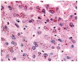 GPR153 Rabbit anti-Human, Monkey, Mouse, Polyclonal Antibody, Abnova 50&mu;g;