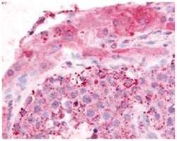 GPR182 Rabbit anti-Human, Mouse, Rat, Polyclonal Antibody, Abnova 50&mu;g;