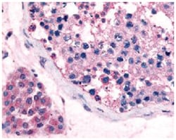 GPR18 Rabbit anti-Human, Mouse, Polyclonal Antibody, Abnova 50&mu;g; Unlabeled:Antibodies,