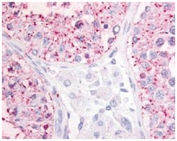 GPR68 Rabbit anti-Horse, Human, Mouse, Polyclonal Antibody, Abnova 50&mu;g;