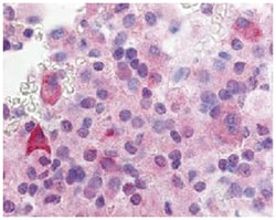 GPR37L1 Rabbit anti-Human, Mouse, Rat, Polyclonal Antibody, Abnova 50&mu;g;