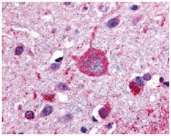 GPRC5B Rabbit anti-Human, Monkey, Mouse, Polyclonal Antibody, Abnova 50 &mu;g | Buy Online | Abnova | Fisher Scientific