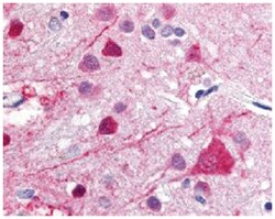 GPR52 Rabbit anti-Human, Polyclonal Antibody, Abnova 50 &mu;g | Buy Online | Abnova Corporation | Fisher Scientific