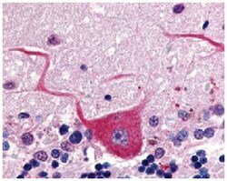GPR32 Rabbit anti-Human, Polyclonal Antibody, Abnova 50&mu;g; Unlabeled:Antibodies,