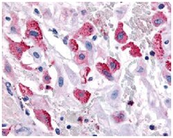 BRS3 Rabbit anti-Bovine, Dog, Guinea pig, Hamster, Horse, Human, Monkey,