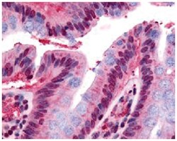 GPR160 Rabbit anti-Human, Polyclonal Antibody, Abnova 50&mu;g; Unlabeled:Antibodies,