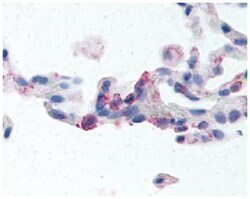 EMR2 Rabbit anti-Human, Polyclonal Antibody, Abnova 50&mu;g; Unlabeled:Antibodies,