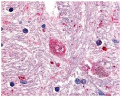 GPR88 Rabbit anti-Bovine, Hamster, Human, Monkey, Mouse, Rabbit, Rat, Polyclonal Antibody, Abnova 50 &mu;g | Buy Online | Abnova Corporation | Fisher Scientific