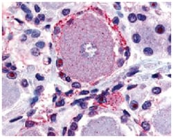 MRGPRX2 Rabbit anti-Human, Polyclonal Antibody, Abnova 50&mu;g; Unlabeled:Antibodies,