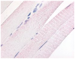 PDE7A, Rabbit, Polyclonal Antibody, Abnova 50&mu;g; Unlabeled:Antibodies,