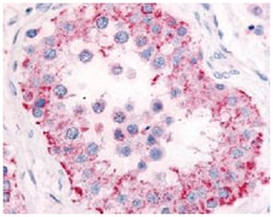 PDE11A Rabbit anti-Bovine, Chicken, Hamster, Horse, Human, Monkey, Mouse, Pig, Rabbit, Rat, Zebra fish, Polyclonal Antibody, Abnova 50 &mu;g | Buy Online | Abnova | Fisher Scientific