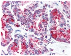 WNT5B Rabbit anti-Human, Polyclonal Antibody, Abnova 50&mu;g; Unlabeled:Antibodies,