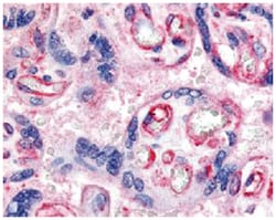 FLT1 Rabbit anti-Human, Polyclonal Antibody, Abnova 50 &mu;g | Buy Online | Abnova Corporation | Fisher Scientific