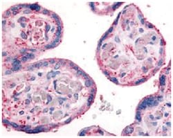 ITGB1 Rabbit anti-Bovine, Dog, Horse, Human, Monkey, Pig, Sheep, Polyclonal Antibody, Abnova 50 &mu;g | Buy Online | Abnova Corporation | Fisher Scientific