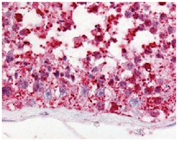 GPR18 Rabbit anti-Horse, Human, Monkey, Mouse, Rabbit, Polyclonal Antibody,