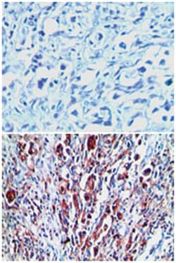 RXFP1 Rabbit anti-Human, Polyclonal Antibody, Abnova 100&mu;L; Unlabeled:Antibodies,