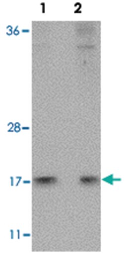 HINT1, Rabbit, Polyclonal Antibody, Abnova 100 &mu;g | Buy Online | Abnova | Fisher Scientific