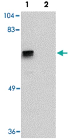 ZNF350 Rabbit anti-Human, Mouse, Rat, Polyclonal Antibody, Abnova 100&mu;g;