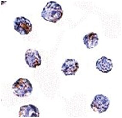 MARCH8, Rabbit, Polyclonal Antibody, Abnova 100μg; Unlabeled:Antibodies,