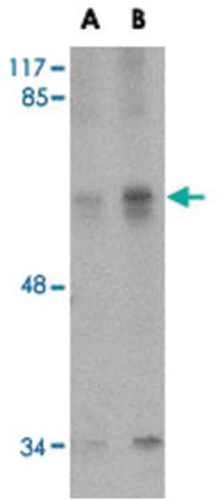 STK39 Rabbit anti-Human, Mouse, Polyclonal Antibody, Abnova 100&mu;g; Unlabeled:Antibodies,