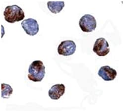 METTL7A Rabbit anti-Human, Mouse, Polyclonal Antibody, Abnova 100&mu;g;