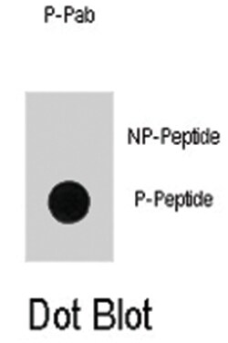 DNMT1 (phospho S714), Rabbit anti-Human, Polyclonal Antibody, Abnova 400&mu;L;