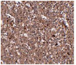 PIGY Rabbit anti-Human, Mouse, Polyclonal Antibody, Abnova 100&mu;g; Unlabeled:Antibodies,