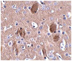 C16orf5 Rabbit anti-Human, Mouse, Polyclonal Antibody, Abnova 100&mu;g;