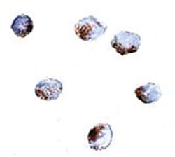 GNPDA2, Rabbit, Polyclonal Antibody, Abnova 100 &mu;g | Buy Online | Abnova | Fisher Scientific