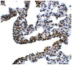 PCDH12, Rabbit, Polyclonal Antibody, Abnova 100&mu;g; Unlabeled:Antibodies,