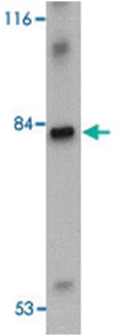 LRFN4, Rabbit, Polyclonal Antibody, Abnova 100&mu;g; Unlabeled:Antibodies,