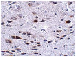 C13orf34 Rabbit anti-Human, Mouse, Rat, Polyclonal Antibody, Abnova 100&mu;g;