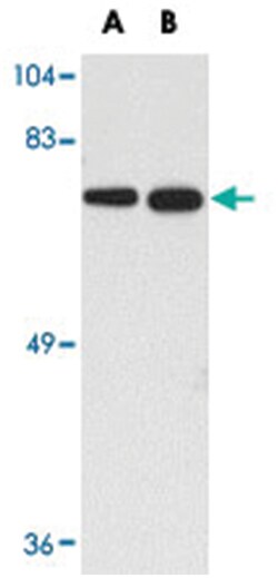 C13orf34 Rabbit anti-Human, Mouse, Rat, Polyclonal Antibody, Abnova 100&mu;g;