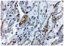TNFAIP3 Rabbit anti-Human, Mouse, Rat, Polyclonal Antibody, Abnova 100 &mu;g | Buy Online | Abnova Corporation | Fisher Scientific